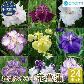 【ふるさと納税】 おまかせ 花菖蒲 3号 ( 24ポット セット ) ビオトープ インテリア ナチュラル かわいい リラクゼーション 室内栽培 プレゼント ギフト 贈答用 お祝い 送料無料 趣味 家庭 ライフスタイル 人気 オススメ 初心者 玄関リビング キッチン 群馬県千代田町