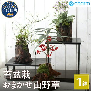 yӂ邳Ɣ[Łzۖ~ ܂R쑐 1`2񂹐A ؂芔ؔA ~  CeA i` 킢 N[[V ͔| v[g Mtg p j  