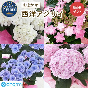 yӂ邳Ɣ[Łzy s\ z ̓ Mtg mAWTC i ܂ ( 5 1 )  A  z ̓Mtg 蕨 v[g LO CeA 킢  