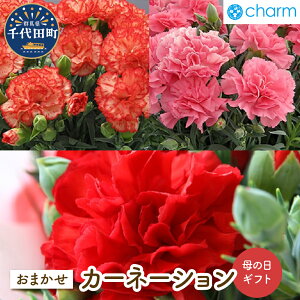 yӂ邳Ɣ[Łzy s\ z̓ Mtg J[l[V ԐF ܂ ( 5 1 ) 蕨 v[g LO CeA 킢 R N[[V   lC IXX