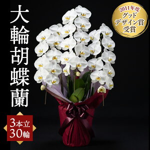 yӂ邳Ɣ[Łz֌Ӓ 3{ 30ցkCEEւ̔zs
