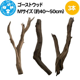 【ふるさと納税】ゴーストウッド Mサイズ（約40〜50cm）3本