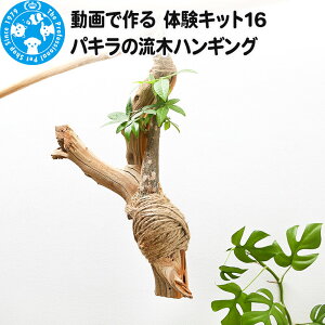 yӂ邳Ɣ[Łzō ̌Lbg16 pL̗؃nMO