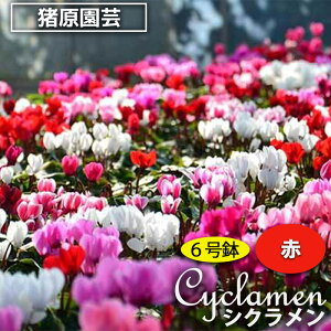 【ふるさと納税】【猪原園芸】シクラメン 6号鉢<赤系・ピンク系・おまかせ から選択> 【11100-0184】 鉢花 鉢 ガーデン ガーデニング さいたま市 埼玉県 シクラメン研究会 ギフト プレゼ