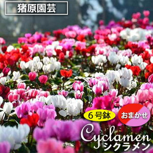 yӂ邳Ɣ[Łzy|zVN@6ԌnEsNnE܂ I@y11100-0184z   K[f K[fjO ܎s ʌ VN Mtg v[