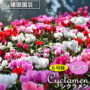 yӂ邳Ɣ[Łzy|zVN@6ԌnEsNnE܂ I@y11100-0184z   K[f K[fjO ܎s ʌ VN Mtg v[