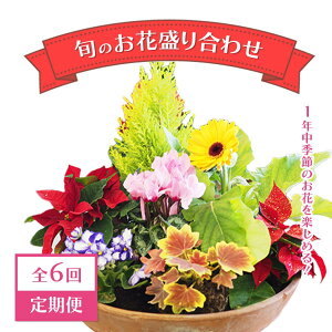 yӂ邳Ɣ[ŁzyS6ցz1NG߂̂Ԃy߂I{̂Ԑ荇킹i21񂨓͂j@y11100-0735z