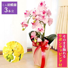 【ふるさと納税】造花 シルクフラワーのミディ胡蝶蘭の鉢植 3本立 CT触媒 ／ お花 コチョウラン 埼玉県 | 造花 シルクフラワー 胡蝶蘭 ミニサイズ 3本立 鉢植 CT触媒 ライトパープル イエロー 華やか 高級 お祝い 開店祝い 開院祝い