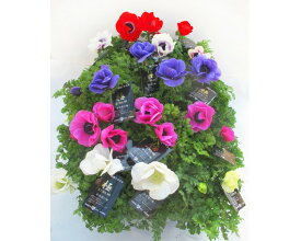 【ふるさと納税】季節の花苗セット　アネモネ ／ お花 ガーデニング 鑑賞 送料無料 埼玉県 No.019