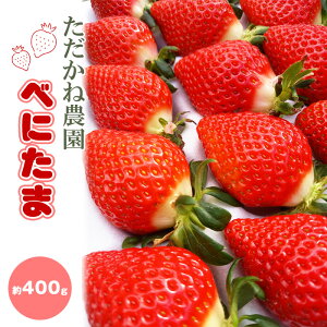 yӂ邳Ɣ[ŁzNo.548 ׂɂ܁@˔_@400g ^ ʕ t[c   C`S I ̂ VN Yn Y Â  fU[g  ʌ