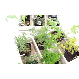 楽天市場 観葉植物 種類 植物 ハーブ レモングラス 花 観葉植物 花 ガーデン Diy の通販 楽天市場 観葉植物 種類 植物 ハーブ レモングラス 花 観葉植物 花 ガーデン Diy の通販