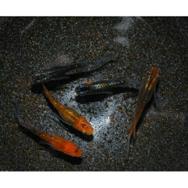 楽天市場 メダカ 生体 食品 の通販