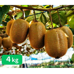 yӂ邳Ɣ[ŁzRʎ̃LECt[cywC[hz4kg[52210463]@͂F2025N11{`2026N1{