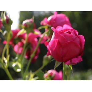 yӂ邳Ɣ[ŁzyApple Roseszocw}CX^[WK[xc6|bgA[52210518]  KN ΂  @͂F2025N12{`2026N6{