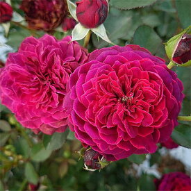 【ふるさと納税】【Apple Roses】バラ苗『サーカス・ナイト』新苗育成苗6号ポット植え　【苗木・バラ苗・ばら・薔薇・バラ・フラワー・6号】　お届け：発注後、1か月以内