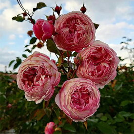 【ふるさと納税】【Apple Roses】バラ苗『アルカーナ』新苗育成苗6号ポット植え　【 苗木 薔薇 フラワー 】　お届け：発注後、1か月以内