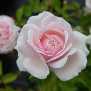 yӂ邳Ɣ[ŁzyApple RoseszocwjR[xVc琬c6|bgA[52210861]  A o̕c Ԃ̕c Of[V D Â lG炫 ϕa Ă₷ @͂