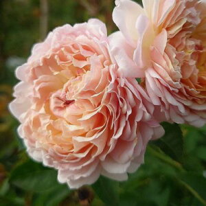 yӂ邳Ɣ[ŁzyApple Roseszocw~tBI[xc6|bgA[52210934]  ԕc A ⏬Ԃ [炫 ǂ lG炫 aɋ @͂F2024N12{`2025N11