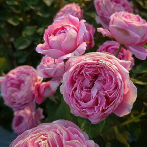 yӂ邳Ɣ[ŁzyApple RoseszocwwEN[Qxc6|bgA[52210935]  ԕc A 肪 lG炫 ւ̉ sN aɋ ǂ񕲕aɋ @͂F2024