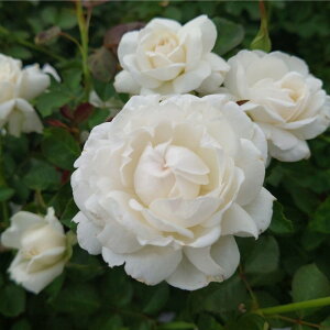 yӂ邳Ɣ[ŁzyApple Roseszocw[jOExYxc6|bgA[52210937]  ԕc A lG炫 ւ̉  RpNg Ă₷ @͂F2025N12{`2026N6