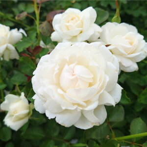yӂ邳Ɣ[ŁzyApple Rosesz oc w[jOExYx Vc琬c6|bgA [52210949] @͂F2025N71`2025N1130܂