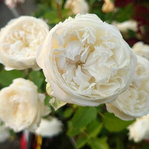 yӂ邳Ɣ[ŁzyApple Roseszocwm[uEn[gxc6|bgA [52210969]@͂F2025N12{`2026N6{܂