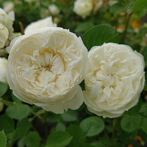 yӂ邳Ɣ[ŁzyApple Roseszocwm[uEn[gxVc琬c6|bgA[52211010]@͂F2025N612025N1031