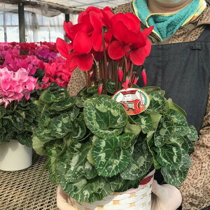 yӂ邳Ɣ[Łz {YVN@5@󂯎MZbgyԌnAsNnA܂ 1z