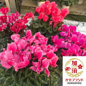 yӂ邳Ɣ[Łz{YVN@8@󂯎MZbg@y܂z