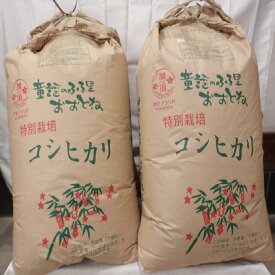 【ふるさと納税】特別栽培米コシヒカリ　精米または玄米のままで30kg