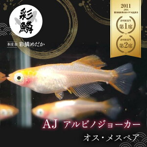 yӂ邳Ɣ[ŁzsXoit ʗ؂߂ AJ (ArmW[J[) ߂ _J  ybg ӏ    ֓ F5K-076