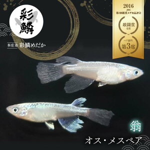 yӂ邳Ɣ[ŁzsXoit ʗ؂߂  ߂ _J  ybg ӏ    ֓ F5K-080