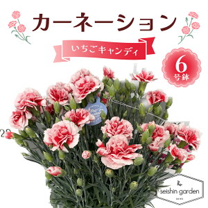 �y�ӂ邳�Ɣ[�Łz�y2026�N5��10����̓��z�����p�J�[�l�[�V���� �������L�����f�B6���� 2026�N5��5�����珇������ ��̓� �� �t�����[ ���A �A�� ���蕨 �v���[���g �M�t�g ��ʌ� �{���s F5K-588