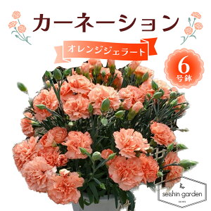 �y�ӂ邳�Ɣ[�Łz�y2026�N5��10����̓��z�����p�J�[�l�[�V���� �I�����W�W�F���[�g6���� 2026�N5��5�����珇������ ��̓� �� �t�����[ ���A �A�� ���蕨 �v���[���g �M�t�g ��ʌ� �{���s F5K-