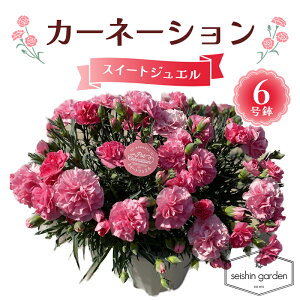 �y�ӂ邳�Ɣ[�Łz�y2026�N5��10����̓��z�����p�J�[�l�[�V���� �X�C�[�g�W���G��6���� 2026�N5��5�����珇������ ��̓� �� �t�����[ ���A �A�� ���蕨 �v���[���g �M�t�g ��ʌ� �{���s F5K-590