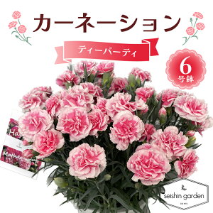 �y�ӂ邳�Ɣ[�Łz�y2026�N5��10����̓��z�����p�J�[�l�[�V���� �e�B�[�p�[�e�B6���� 2026�N5��5�����珇������ ��̓� �� �t�����[ ���A �A�� ���蕨 �v���[���g �M�t�g ��ʌ� �{���s F5K-591