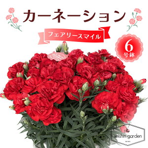 �y�ӂ邳�Ɣ[�Łz�y2026�N5��10����̓��z�����p�J�[�l�[�V���� �t�F�A���[�X�}�C��6���� 2026�N5��5�����珇������ ��̓� �� �t�����[ ���A �A�� ���蕨 �v���[���g �M�t�g ��ʌ� �{���s F5K-