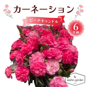 �y�ӂ邳�Ɣ[�Łz�y2026�N5��10����̓��z�����p�J�[�l�[�V���� �s�[�`�L�����h��6���� 2026�N5��5�����珇������ ��̓� �� �t�����[ ���A �A�� ���蕨 �v���[���g �M�t�g ��ʌ� �{���s F5K-593