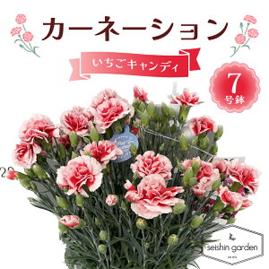 �y�ӂ邳�Ɣ[�Łz�y2026�N5��10����̓��z�����p�J�[�l�[�V���� �������L�����f�B7���� 2026�N5��5�����珇������ ��̓� �� �t�����[ ���A �A�� ���蕨 �v���[���g �M�t�g ��ʌ� �{���s F5K-594