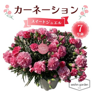 �y�ӂ邳�Ɣ[�Łz�y2026�N5��10����̓��z�����p�J�[�l�[�V���� �X�C�[�g�W���G��7���� 2026�N5��5�����珇������ ��̓� �� �t�����[ ���A �A�� ���蕨 �v���[���g �M�t�g ��ʌ� �{���s F5K-596