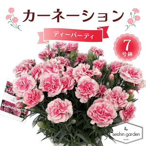 �y�ӂ邳�Ɣ[�Łz�y2026�N5��10����̓��z�����p�J�[�l�[�V���� �e�B�[�p�[�e�B7���� 2026�N5��5�����珇������ ��̓� �� �t�����[ ���A �A�� ���蕨 �v���[���g �M�t�g ��ʌ� �{���s F5K-597