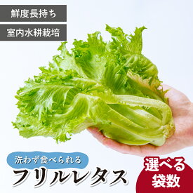 【ふるさと納税】フリルレタス 4袋or8袋 洗わず食べられる/室内水耕栽培 | レタス 減農薬 新鮮 洗わずに食べられる 新鮮レタス オーガニック野菜 室内栽培 清潔 野菜直送 フレッシュ サラダ用 健康志向 フレッシュ 産地直送 緑黄色野菜 埼玉県 東松山市