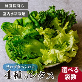 【ふるさと納税】4種のレタス 4袋or8袋 洗わず食べられる/室内水耕栽培 | レタス サラダ菜 グリーンオーク グリーンリーフ 減農薬 新鮮 新鮮オーガニック野菜 室内栽培 清潔 野菜直送 フレッシュ サラダ用 健康志向 フレッシュ 産地直送 緑黄色野菜 埼玉県 東松山市