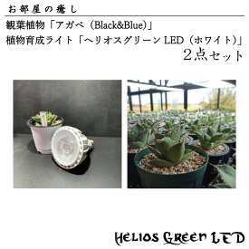 【ふるさと納税】お部屋の癒し　観葉植物「アガベ（Black&Blue）」と植物育成ライト「ヘリオスグリーンLED（ホワイト）」の2点セット(BN009-1)