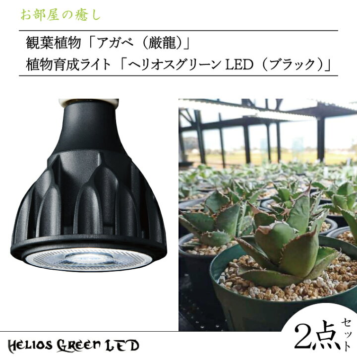楽天市場】【ふるさと納税】お部屋の癒し 観葉植物「アガベ（厳龍 