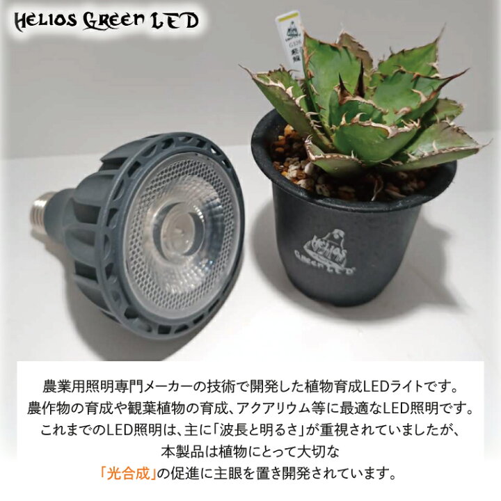 楽天市場】【ふるさと納税】お部屋の癒し 観葉植物「アガベ（厳龍 