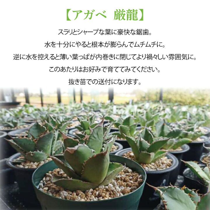 楽天市場】【ふるさと納税】お部屋の癒し 観葉植物「アガベ（厳龍 