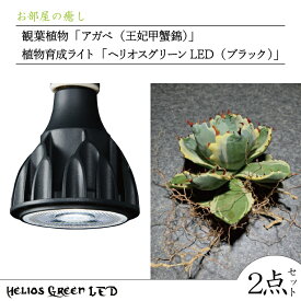 【ふるさと納税】お部屋の癒し　観葉植物「アガベ（王妃甲蟹錦）」と植物育成ライト「ヘリオスグリーンLED（ブラック）」の2点セット（BN030）