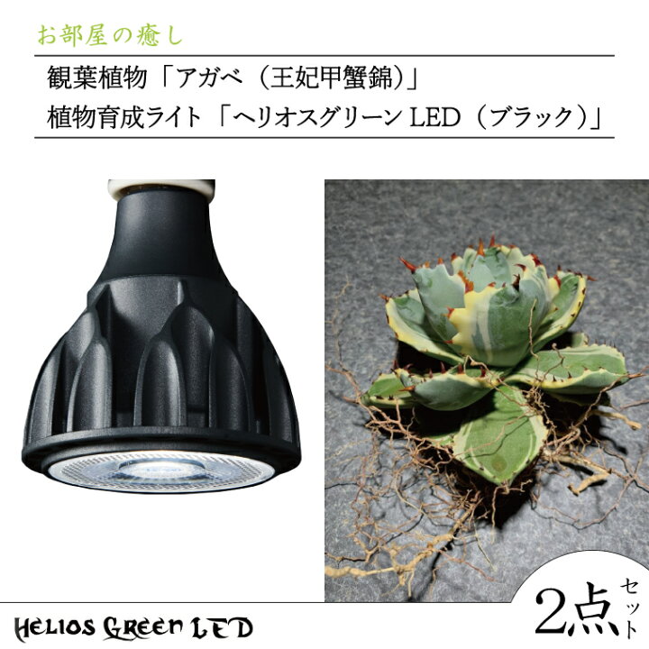 楽天市場】【ふるさと納税】お部屋の癒し 観葉植物「アガベ（王妃甲蟹 