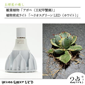 【ふるさと納税】お部屋の癒し　観葉植物「アガベ（王妃甲蟹錦）」と植物育成ライト「ヘリオスグリーンLED（ホワイト）」の2点セット（BN031）